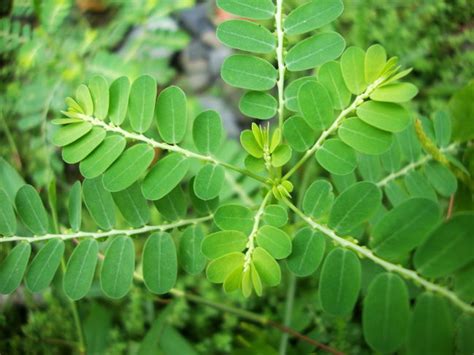 Chanca Piedra: Uses, How to Make Tea & Side Effects.
